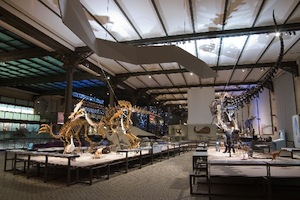 Musée des sciences naturelles 
